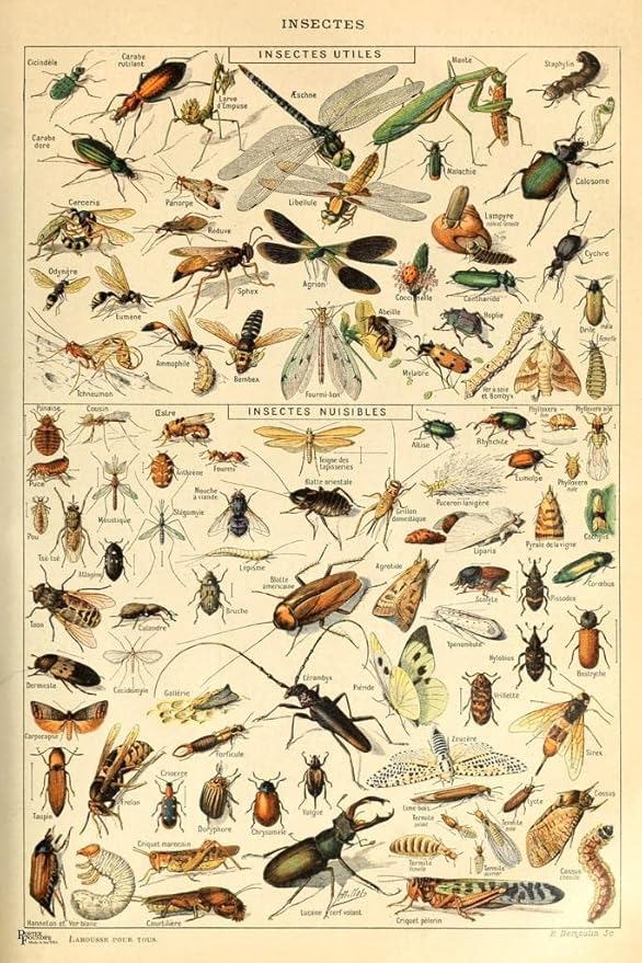 Insects Insectes Flying Bugs Cottagecore Room Decor Chart Bookplate Retro Botanical Nature Animal Vintage Aesthetic Indie Decor Science Education Dorm Bedroom Cool Wall Art Print Poster 24x36