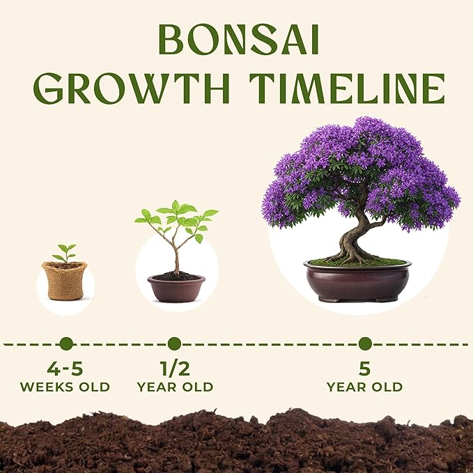 Bonsai Starter Kit – Growing Jacaranda Bonzai Tree | Complete Indoor Tree Kit for Growing Plants with Tools & Planter – Gardening Gifts for Mother, Women & Men