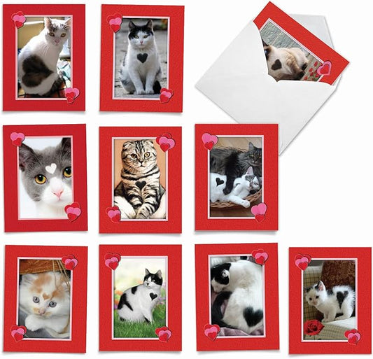 The Best Card Company - 10 All Occasion Blank Cat Cards (4 x 5.12 Inch) - Cute Assorted Bulk Card Set - Heartfelt Cats M5658OCB-B1x10