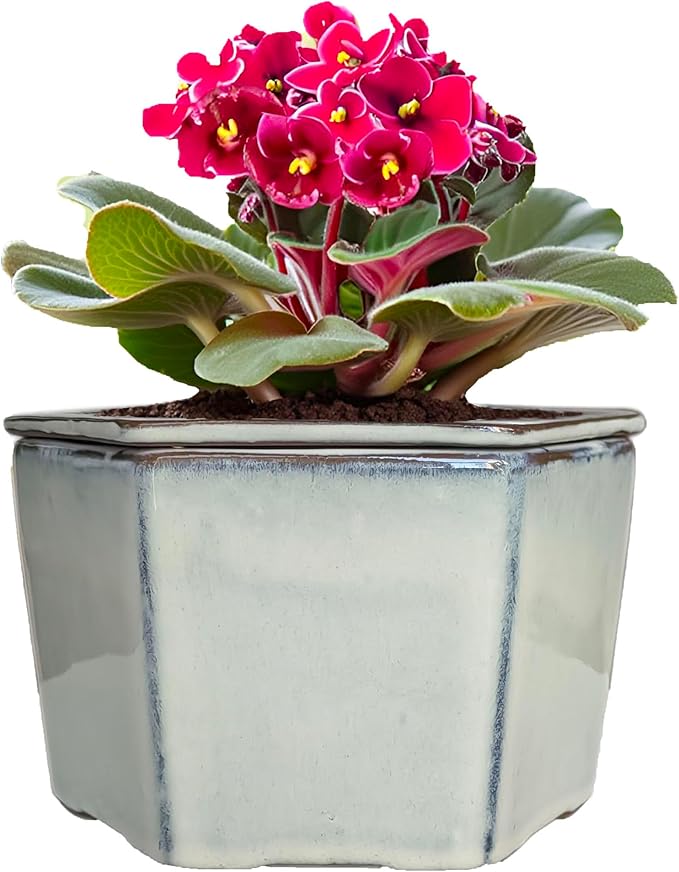 African Violet Pots 6 inch Hexagon Self-Watering Ceramic Violet Pots 4.50'' Opening (Cream White)
