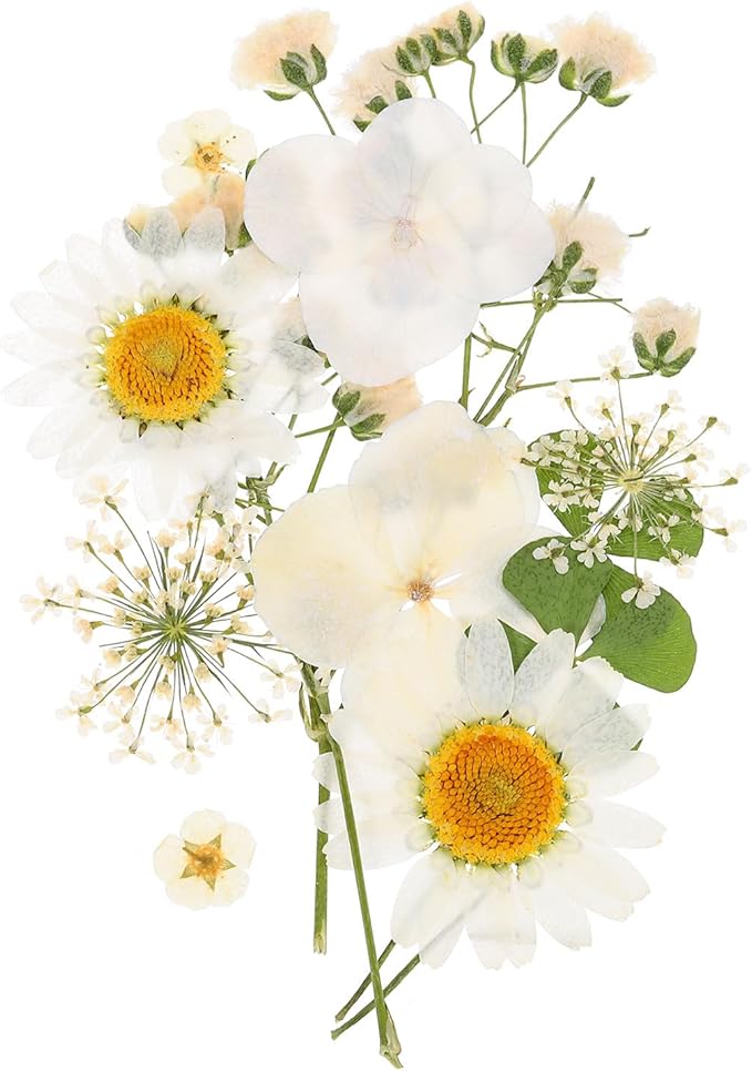 PATIKIL Dried Pressed Flowers, Real Dry Leaves Pressed Bloom for Scrapbook Supplies Card Making Resin Jewelry Making Soap Candle DIY Crafts, White