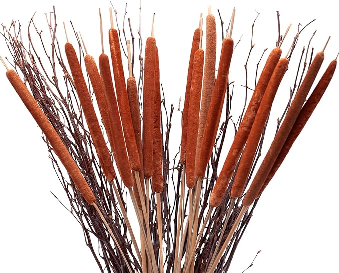 Dried Natural Cattails - 20PCS Jumbo Size for DIY Floral Arrangements and Home Office Decor - 0.75" Dia - 24 Inch Length
