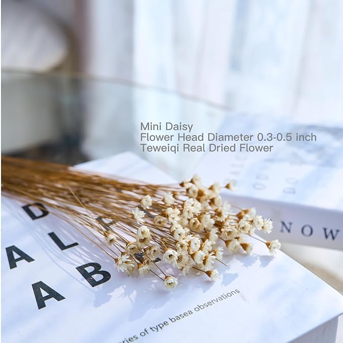 Natural - Dried - Flowers Brazilian Small Star Daisy Dried Decorative Mini Chamomile Bouquet for Wedding Floral Arrangements Home Decorations Valentine's Day Gifts (200 Stems) (White)