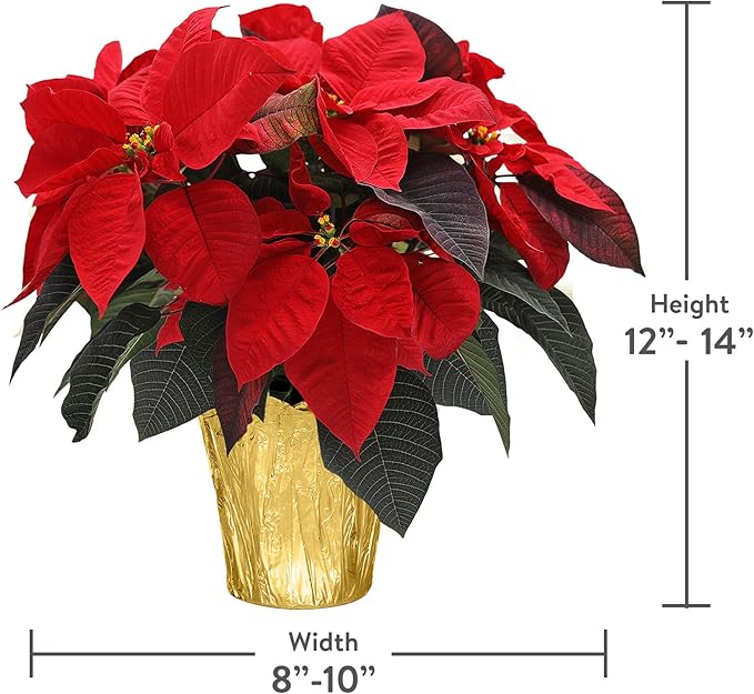 Green Circle Growers 6-Pack Live Red Poinsettia Plants in 6-Inch Grower Pots with Gold Decorative Covers – Festive Holiday Houseplants for Seasonal Home Décor & Gifting
