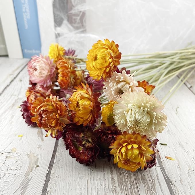 L'BREVOGA Dried Flowers with Stem, 36 PCS Strawflower Daisy in 16 inches, Dried Flower for Floral Arrangments Home Decoration (Strawflower Mix)