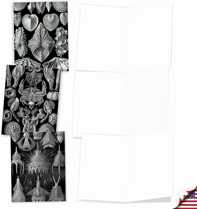 The Best Card Company - 10 Blank Note Cards with Envelopes (4 x 5.12 Inch) - Black & White Photos, Bulk Boxed Set - Sea World M9693OCB