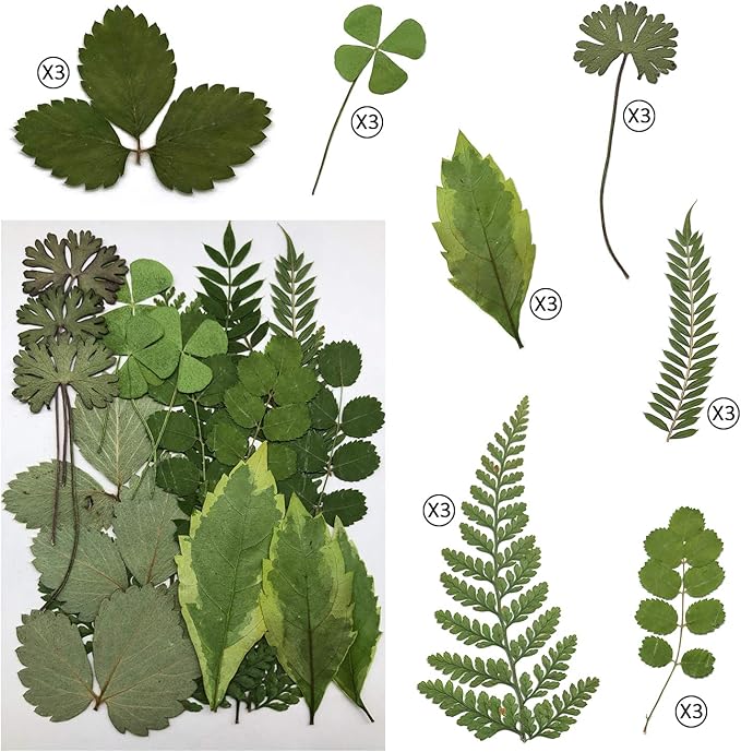 Cinvo 63 Pcs Real Dried Pressed Leaves Natural Dried Leaf for Candle Resin Jewelry Soap Nail Pendant Phone Case Crafts Making Floral Decors Scrapbooking DIY, 21 Styles