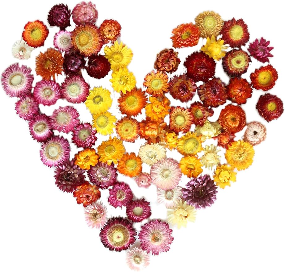 80Pcs Real Natural Dried Daisy Flowers Heads Bulk Gerbera Daisies Real Sunflowers Chrysanthemum Dry Flower Arrangements for Wedding Decor Home Party Decoration and DIY Craft (Multi Colors)