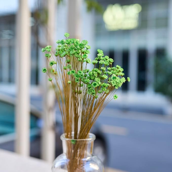Natural - Dried - Flowers Brazilian Small Star Daisy Dried Decorative Mini Chamomile Bouquet for Wedding Floral Arrangements Home Decorations Valentine's Day Gifts (200 Stems) (Green)