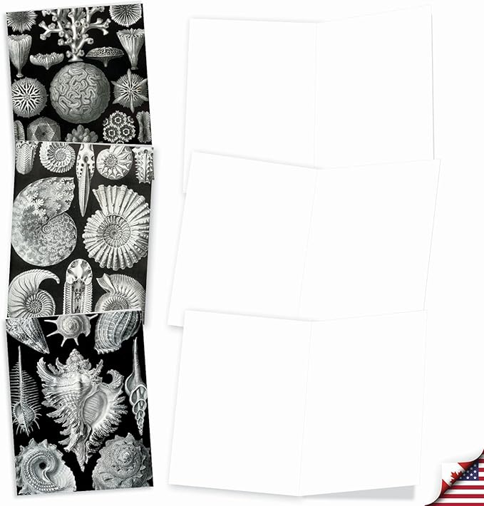 The Best Card Company - 10 Blank Note Cards with Envelopes (4 x 5.12 Inch) - Black & White Photos, Bulk Boxed Set - Sea World M9693OCB