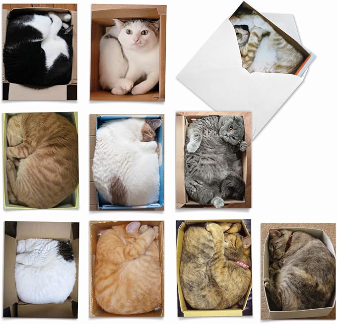 The Best Card Company - 10 All Occasion Blank Cat Cards (4 x 5.12 Inch) - Cute Assorted Bulk Card Set - Square Cats M4623OCB-B1x10-NB