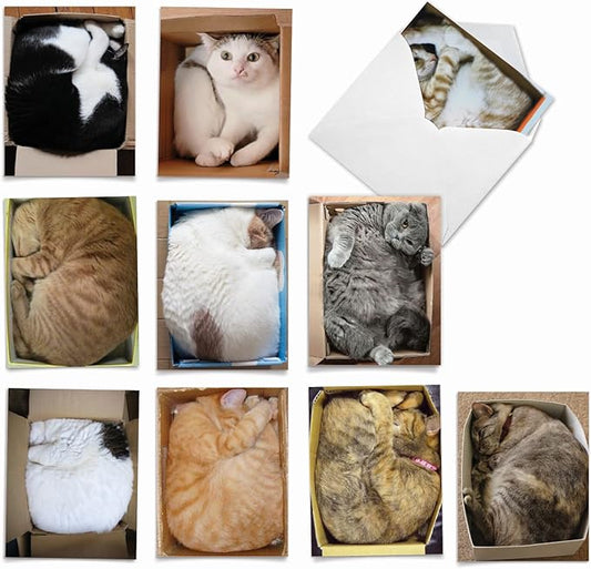 The Best Card Company - 10 All Occasion Blank Cat Cards (4 x 5.12 Inch) - Cute Assorted Bulk Card Set - Square Cats M4623OCB-B1x10-NB