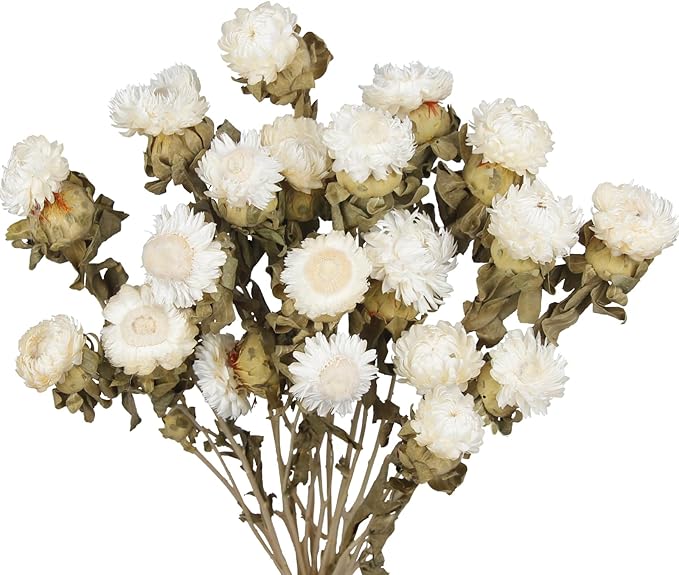 20 Pcs Dried Daisy Flower Bouquet Natural Dried Gerber Daisies Flowers Bundles Real Dried Flowers Mums Chrysanthemum Floral Arrangements for Wedding Party Table Centerpiece Decor Farmhouse