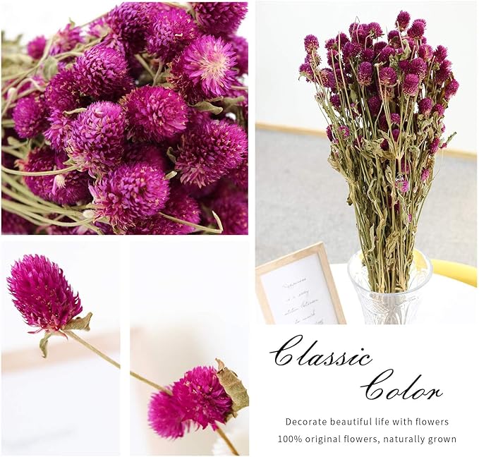 Dried Flower White Globe Amaranth Dry Flower Bundles 100% Naturally for Home Decor Party (Purple)