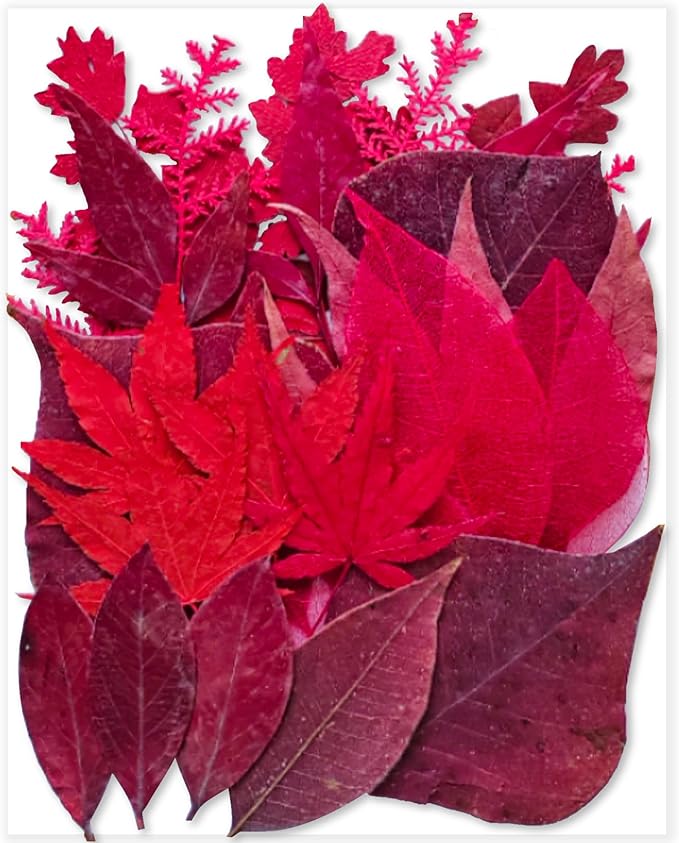 Red Dried Pressed Leaf Leaves, YouthBro 30PCS Real Nature Plant Herbarium Set for DIY Jewelry Candle Soap Art Craft Decors,Red