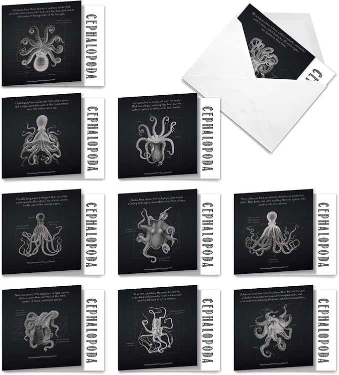 The Best Card Company - 10 Blank Note Cards with Envelopes (4 x 5.12 Inch) - Octopus Photos, Bulk Boxed Set - Octo-Facts MQ4957OCB-B1x10-NB