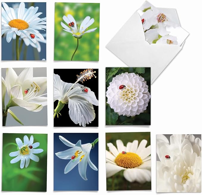 The Best Card Company - 10 Blank Note Cards for Men and Women (4 x 5.12 Inch) - Fun Pets, Zoo, Wildlife Cards, Assorted Greetings Boxed - My Fair Ladybug AM6332OCB-B1x10