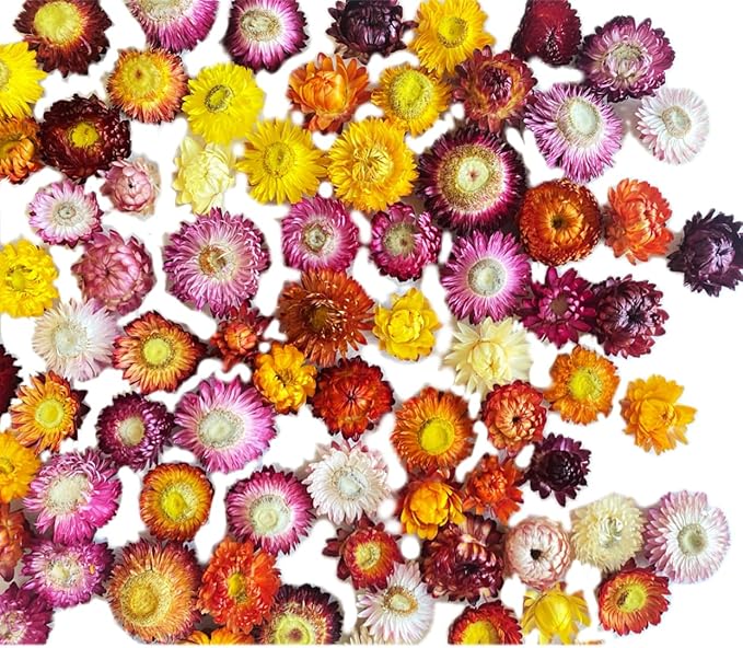80Pcs Real Natural Dried Daisy Flowers Heads Bulk Gerbera Daisies Real Sunflowers Chrysanthemum Dry Flower Arrangements for Wedding Decor Home Party Decoration and DIY Craft (Multi Colors)