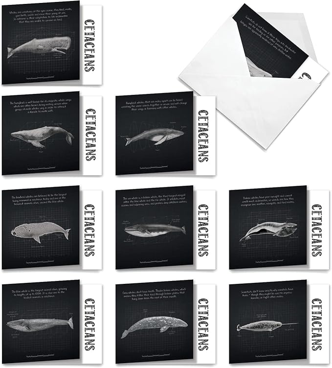 The Best Card Company - 10 Blank Note Cards with Envelopes (4 x 5.12 Inch) - Ocean Whale Images, Bulk Boxed Set - Whale Known MQ4960OCB-B1x10