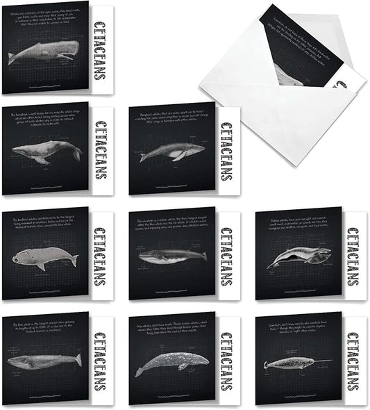 The Best Card Company - 10 Blank Note Cards with Envelopes (4 x 5.12 Inch) - Ocean Whale Images, Bulk Boxed Set - Whale Known MQ4960OCB-B1x10