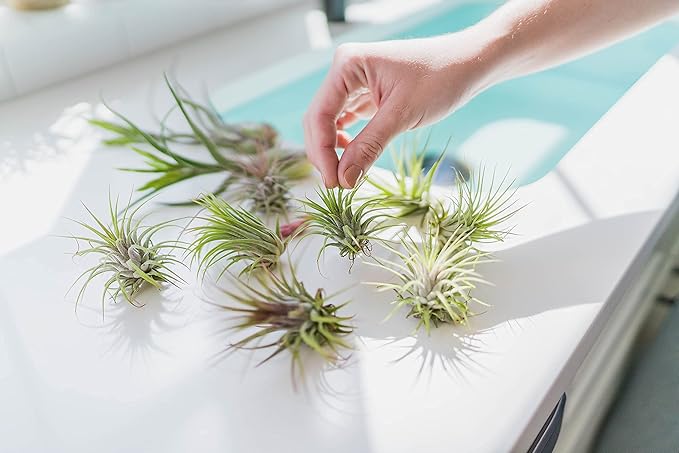 Glass Teardrop Beach Plant Terrarium - Air Plant, Sand, Starfish and Shell in Propagation Jar - Home and Garden Decor Plants Pot - Easy Care Indoor and Outdoor Plants Vase (1 Teardrop - Black Sand)
