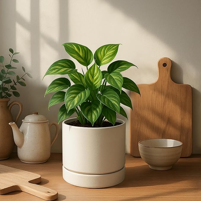 Phoenix Vine 6 Inch Planter Pot with Drainage Hole & Saucer, Deep Water Catch Tray, Straight Cylindrical Round Pot for Plants, Oatmeal, Pack of 2, 23-E-S-2