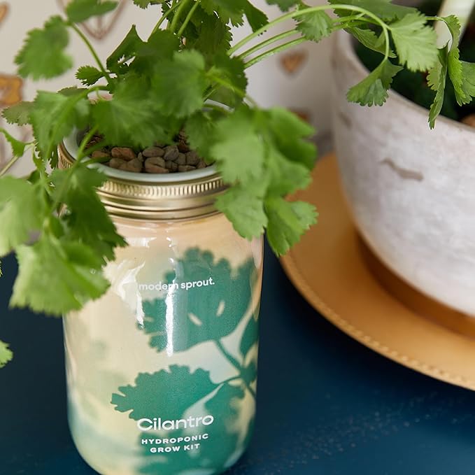 Modern Sprout Mason Garden Jar - Self-Watering Hydroponics Growing System Kit with Organic Herb Seeds - Jar Planter for Indoor Herb Garden - Seed Starter Kit - Home Decor & Gifting - Cilantro