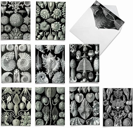 The Best Card Company - 10 Blank Note Cards with Envelopes (4 x 5.12 Inch) - Black & White Photos, Bulk Boxed Set - Sea World M9693OCB