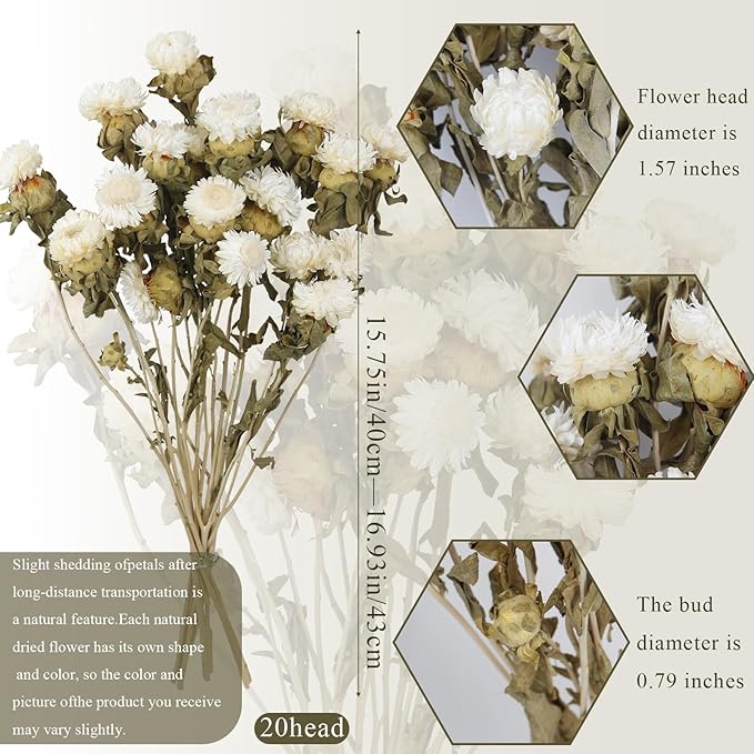 20 Pcs Dried Daisy Flower Bouquet Natural Dried Gerber Daisies Flowers Bundles Real Dried Flowers Mums Chrysanthemum Floral Arrangements for Wedding Party Table Centerpiece Decor Farmhouse