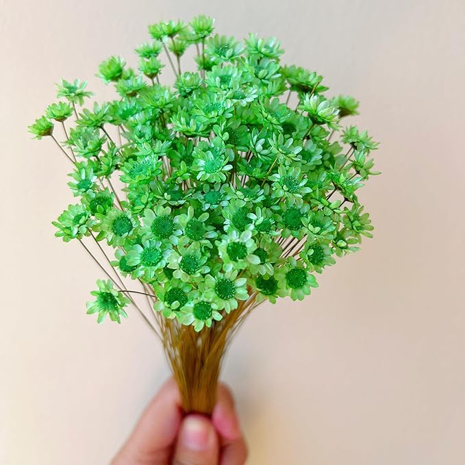 Natural - Dried - Flowers Brazilian Small Star Daisy Dried Decorative Mini Chamomile Bouquet for Wedding Floral Arrangements Home Decorations Valentine's Day Gifts (200 Stems) (Green)