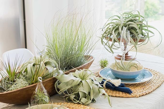 Glass Teardrop Beach Plant Terrarium - Air Plant, Sand, Starfish and Shell in Propagation Jar - Home and Garden Decor Plants Pot - Easy Care Indoor and Outdoor Plants Vase (1 Teardrop - White Sand)
