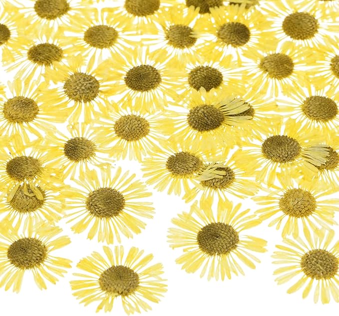 12-Pack Dried Pressed Flowers for Resin, Real Natural Bulk Dry Floral for Crafts/DIY Jewelry/Soap Making/Scrapbooking/Candle/Epoxy Resin Supplies/Photo Frames [Yellow]