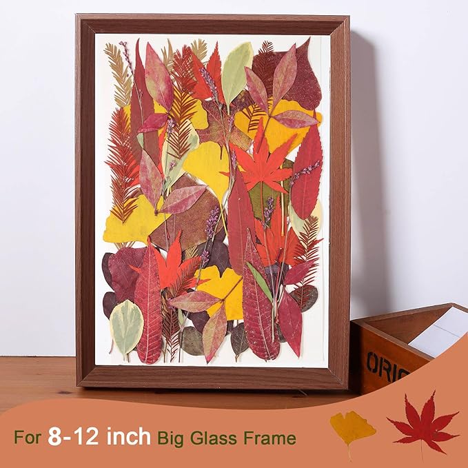 Large Bulk Fall Dried Pressed Leaves for Craft, Real Dry Natural Flower Leaf Daisy for Resin Mold, Cake Decor, Phone Cases (Autumn Leaves)