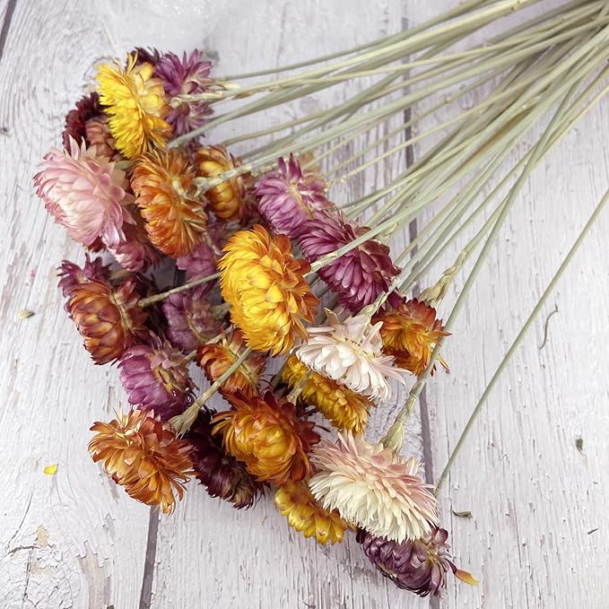 L'BREVOGA Dried Flowers with Stem, 36 PCS Strawflower Daisy in 16 inches, Dried Flower for Floral Arrangments Home Decoration (Strawflower Mix)