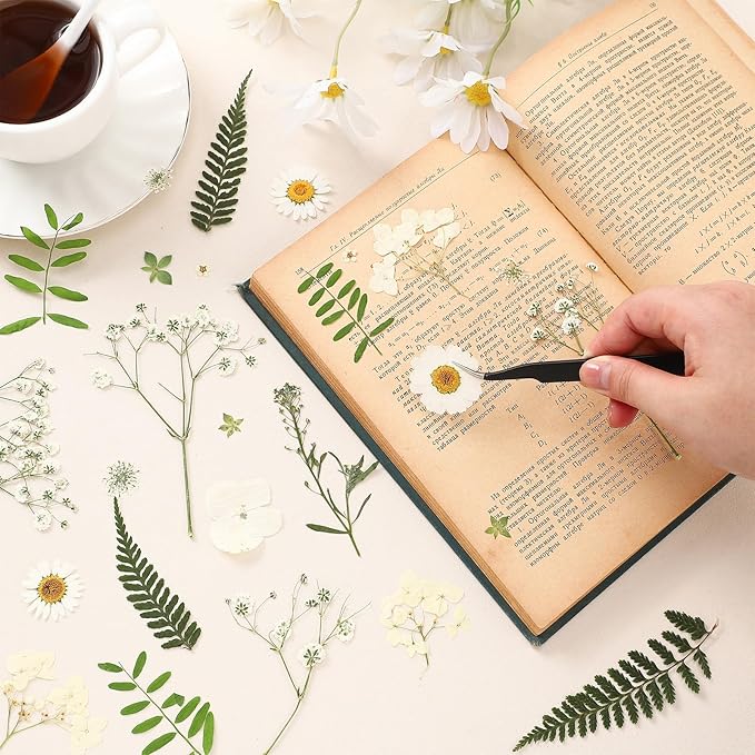 Fabbay 200 Pcs Dried Pressed Flowers Real Dry Natural Flower Leaf Dried Flowers for Resin Pressed Flower Kit for Plant Herbarium Scrapbooking DIY Candle Crafts (White)