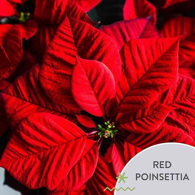 Green Circle Growers 6-Pack Live Red Poinsettia Plants in 6-Inch Grower Pots with Gold Decorative Covers – Festive Holiday Houseplants for Seasonal Home Décor & Gifting
