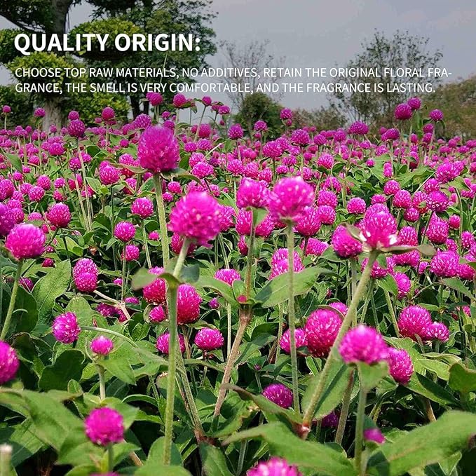 Dried Flower White Globe Amaranth Dry Flower Bundles 100% Naturally for Home Decor Party (Purple)