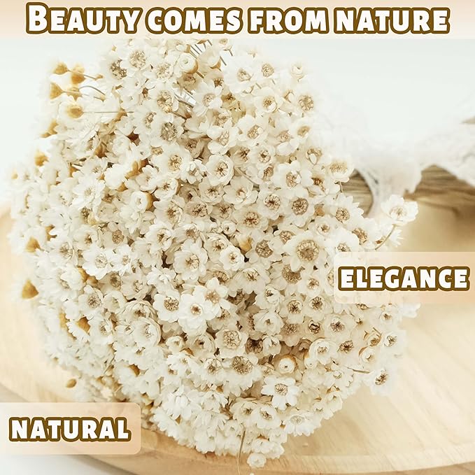 300 PCS Natural Dry Flowers Brazilian Small Star Daisy,13'' White Mini Daisy Chamomile, Dried Daisy Flowers Bouquet for Wedding, Home Decorations, Christmas, Floral Arrangements