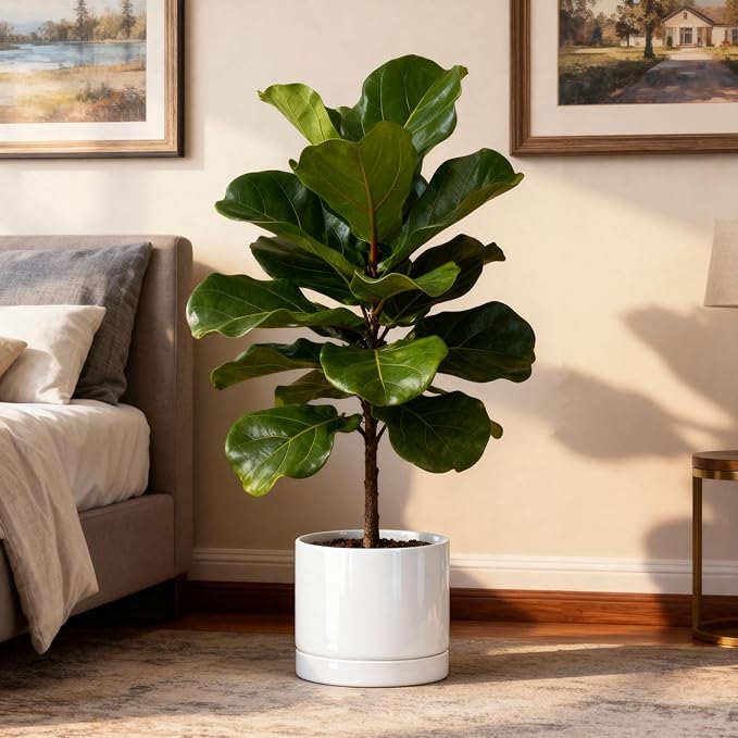 Aveyas 10 inch Ceramic Planter Pot with Drainage Hole and Saucer - Suitable for Indoor and Outdoor Use, Modern Planters for House Garden Flower Tree Snake Monstera Plants (10", Glossy White)