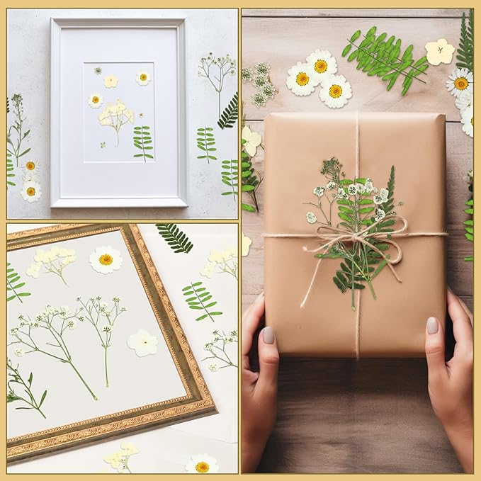Fabbay 200 Pcs Dried Pressed Flowers Real Dry Natural Flower Leaf Dried Flowers for Resin Pressed Flower Kit for Plant Herbarium Scrapbooking DIY Candle Crafts (White)