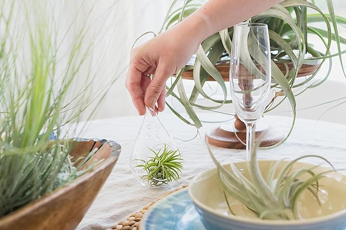 Glass Teardrop Beach Plant Terrarium - Air Plant, Sand, Starfish and Shell in Propagation Jar - Home and Garden Decor Plant Pot- Easy Care Indoor and Outdoor Plant Vase (3 Teardrop Set)