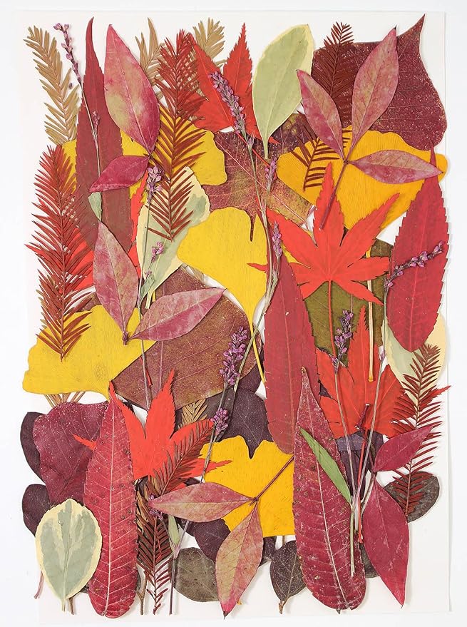 Large Bulk Fall Dried Pressed Leaves for Craft, Real Dry Natural Flower Leaf Daisy for Resin Mold, Cake Decor, Phone Cases (Autumn Leaves)