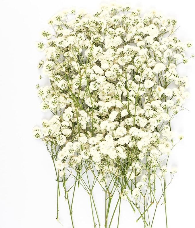 50Pcs Mini Dried Pressed White Baby’s Breath Flowers Bulk - Real Natural Flat Flowers for Epoxy Craft, Scrapbooking, Wedding Invitations, Home Decor, DIY Gifts for Crafters & Event Planners (50)