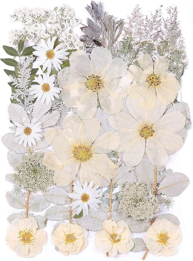 12“ Large Dried Pressed Flowers for Art Crafts, Real Dry Natural Flower Leaf Fruit Bulk for Resin Mold, Cake Decor, Glass Frame (Winter Silver)