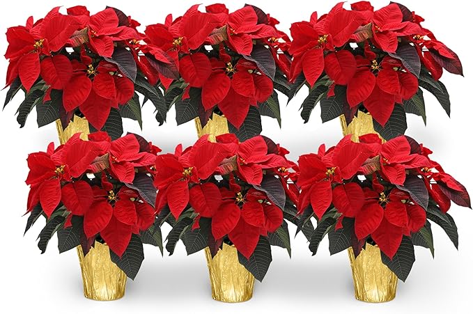 Green Circle Growers 6-Pack Live Red Poinsettia Plants in 6-Inch Grower Pots with Gold Decorative Covers – Festive Holiday Houseplants for Seasonal Home Décor & Gifting