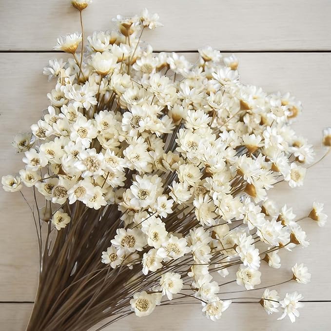 300 PCS Natural Dry Flowers Brazilian Small Star Daisy,13'' White Mini Daisy Chamomile, Dried Daisy Flowers Bouquet for Wedding, Home Decorations, Christmas, Floral Arrangements