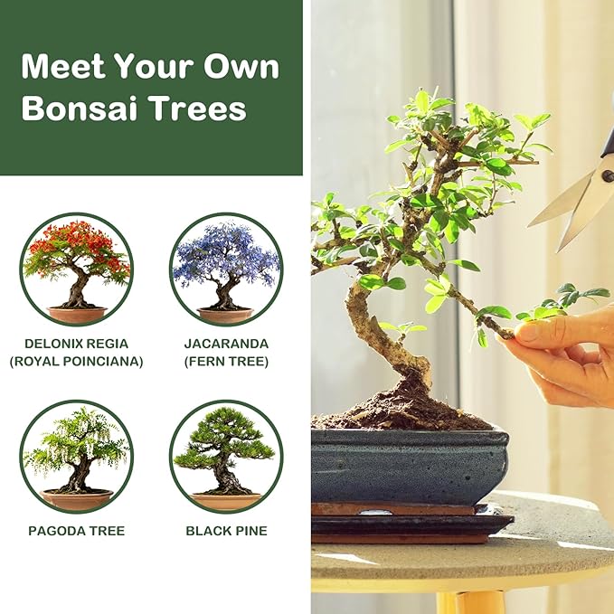 Bonsai Tree Kit, Complete Bonzai Tree Starter Kits with Tools, Valentines Day Gifts for Her Him, Unique Christmas Birthday Gardening Gifts for Women Mom Men Grandkids, Crafts Hobby Kits