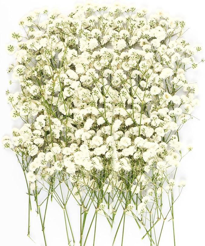 100Pcs Mini Dried Pressed White Baby’s Breath Flowers Bulk - Real Natural Flat Flowers for Epoxy Craft, Scrapbooking, Wedding Invitations, Home Decor, DIY Gifts for Crafters & Event Planners (100)