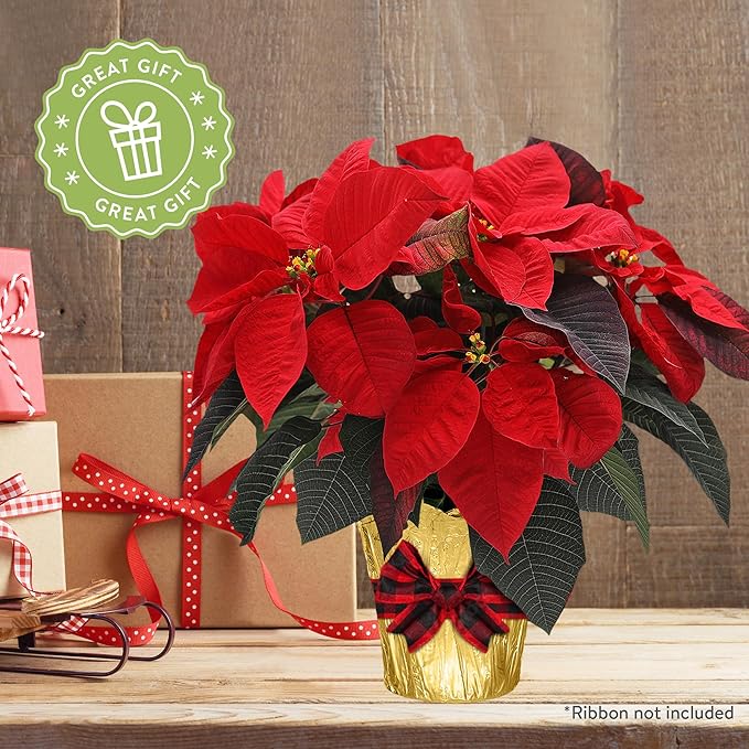 Green Circle Growers 6-Pack Live Red Poinsettia Plants in 6-Inch Grower Pots with Gold Decorative Covers – Festive Holiday Houseplants for Seasonal Home Décor & Gifting