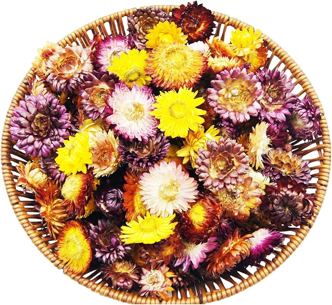 80Pcs Real Natural Dried Daisy Flowers Heads Bulk Gerbera Daisies Real Sunflowers Chrysanthemum Dry Flower Arrangements for Wedding Decor Home Party Decoration and DIY Craft (Multi Colors)